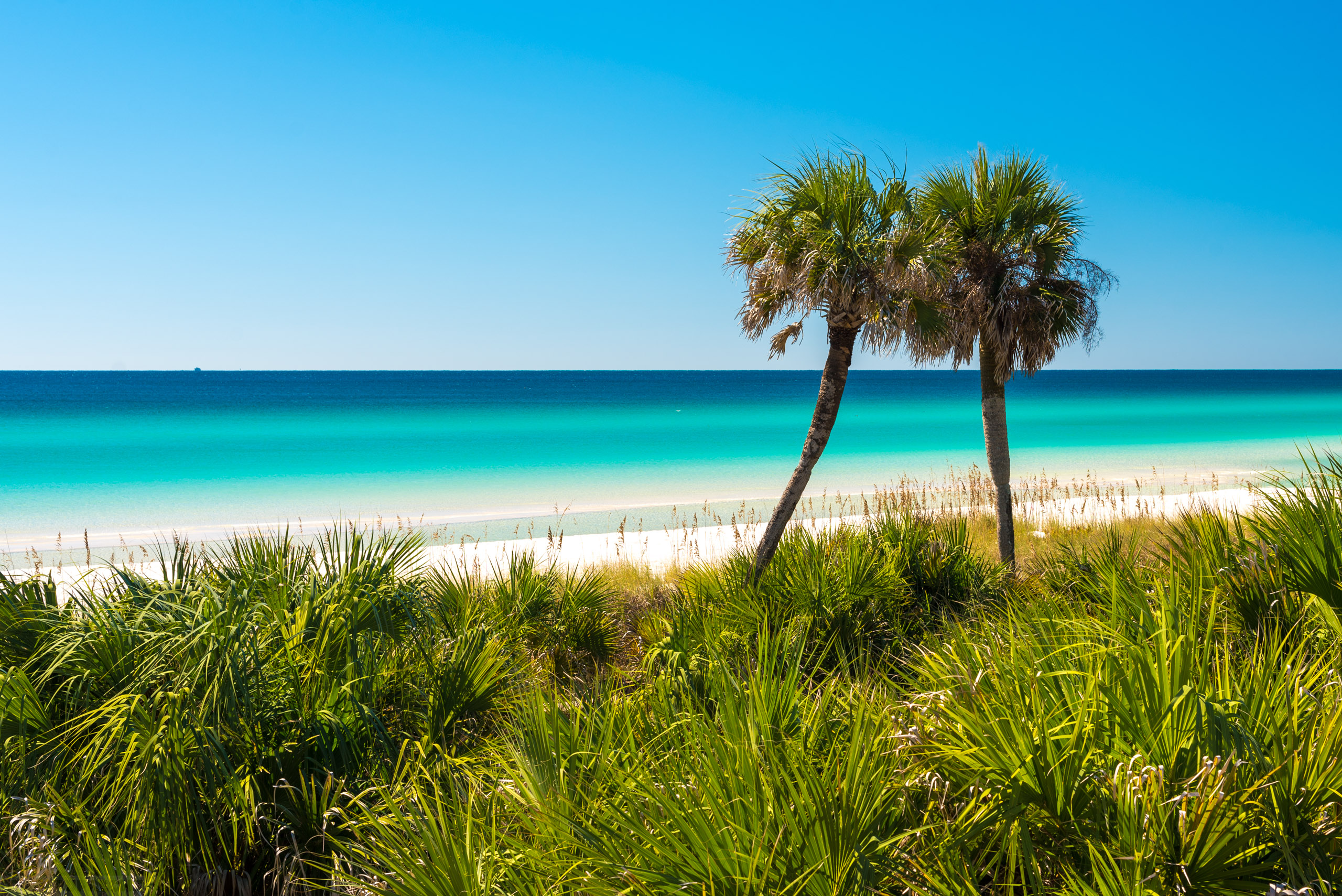 Beach-Gulf-of-Mexico-Palm-Trees-Panama-City-Beach-Palmetto-Turquoise