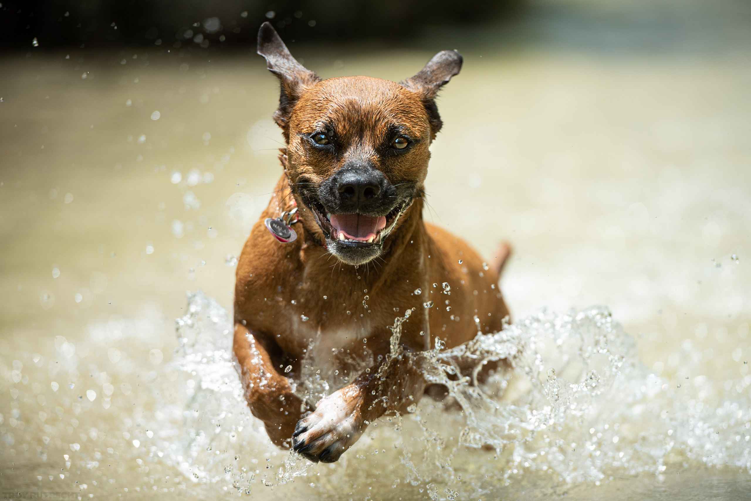 Dog-Water-Running-Epic-Portrait-Action-Pets