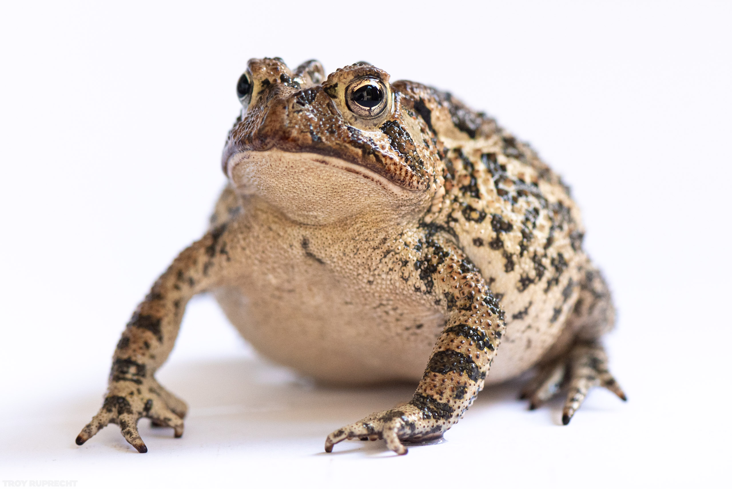 Fowlers-Toad-Amphibian-Portrait-Pet-Fat-Plump