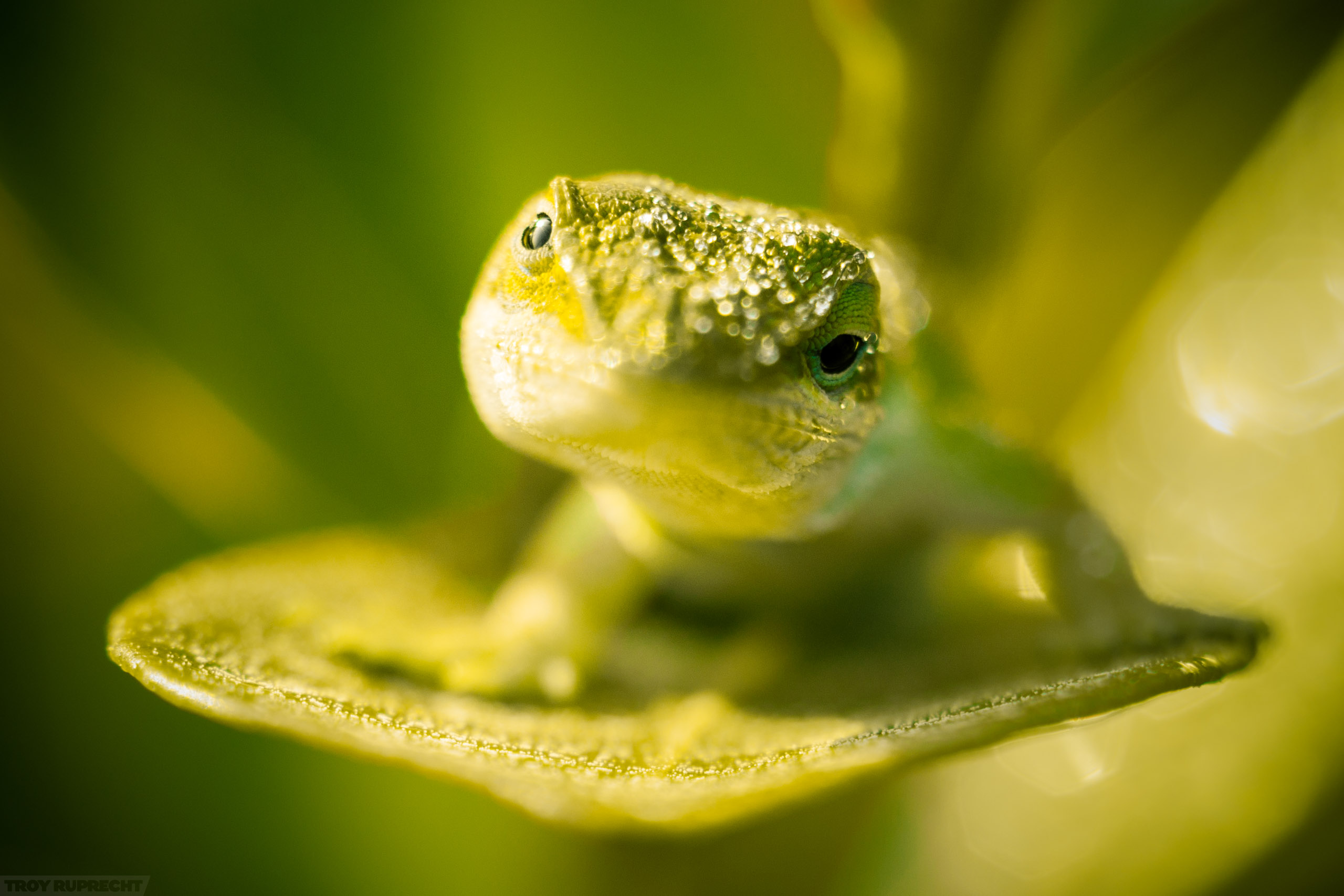 Green-Anole-Lizard-Macro-Florida-Closeup