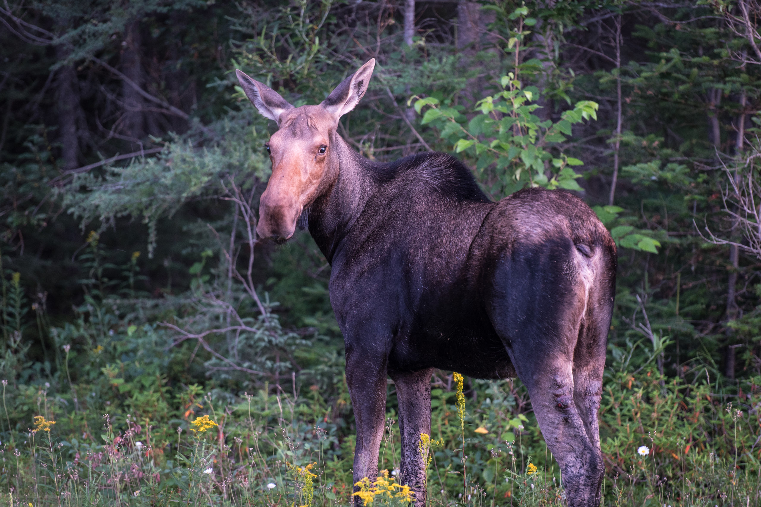Moose-Wild-Animal-Northern-Ontario-Canada