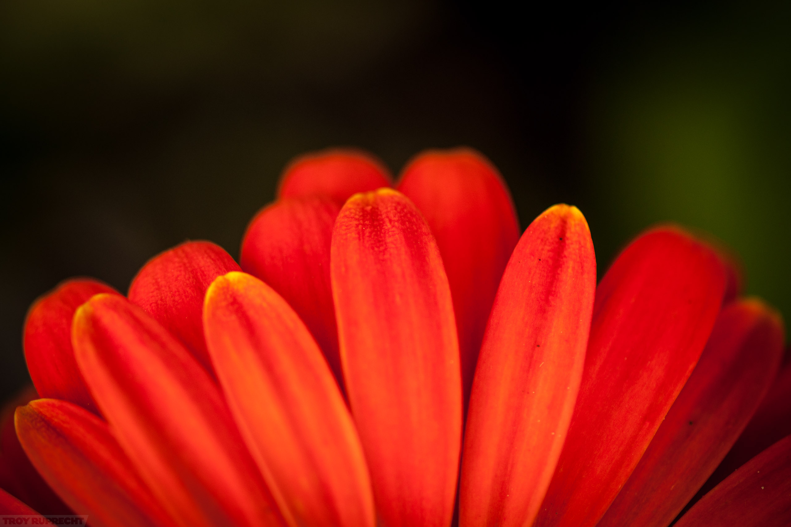 Orange-Daisy-Flower-Macro-Closeup-Red-Petal