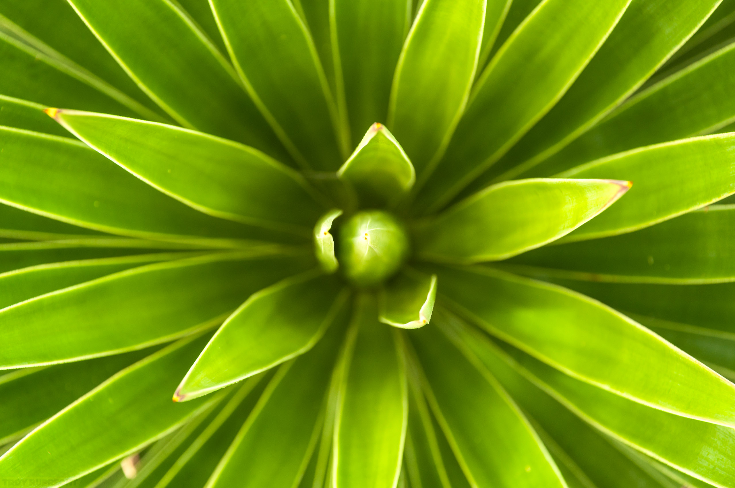 Palmetto-Green-Abstract-Plant-Leaves-Frond