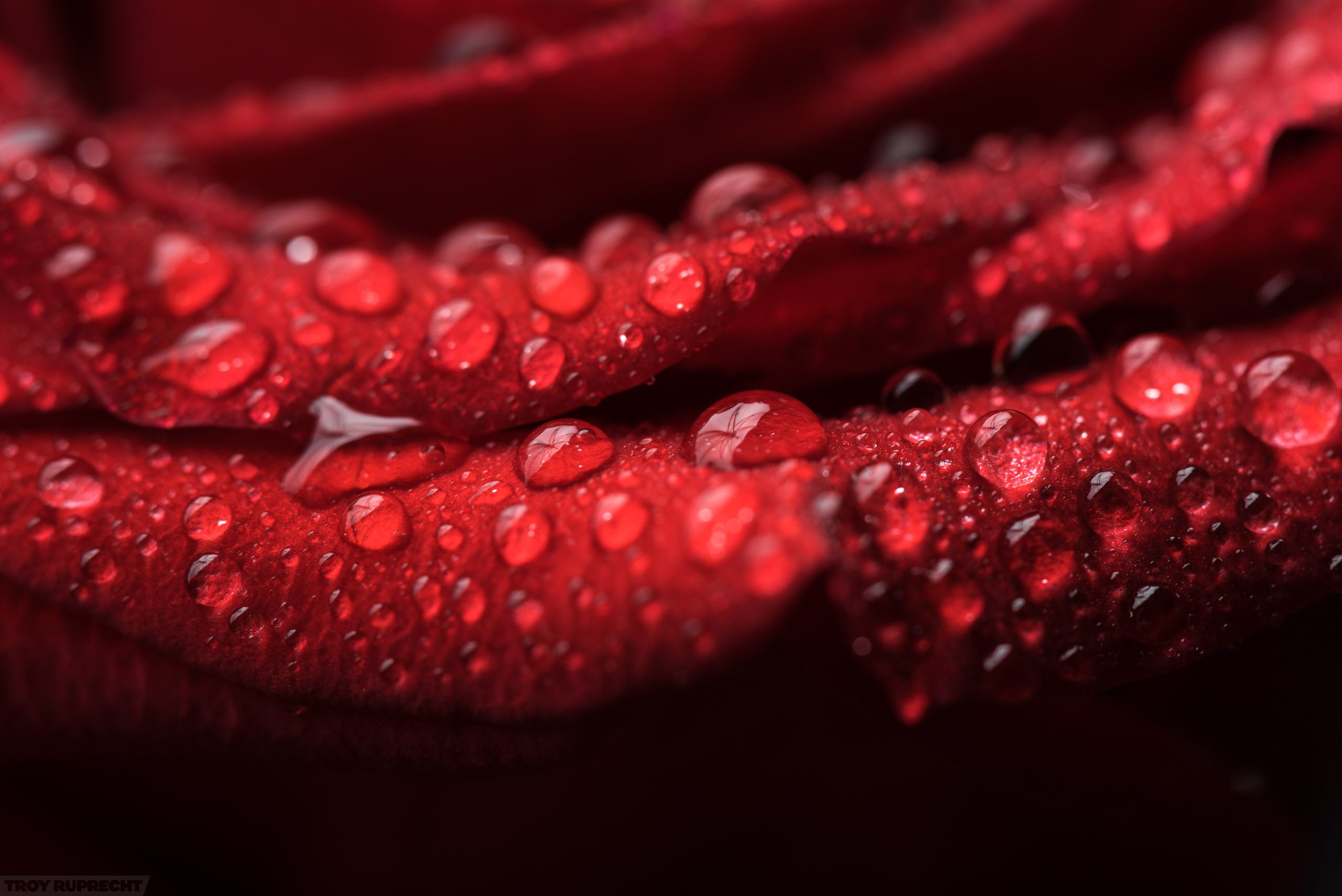 Red-Rose-Water-Drops-Macro-Flower-Petals-Reflection