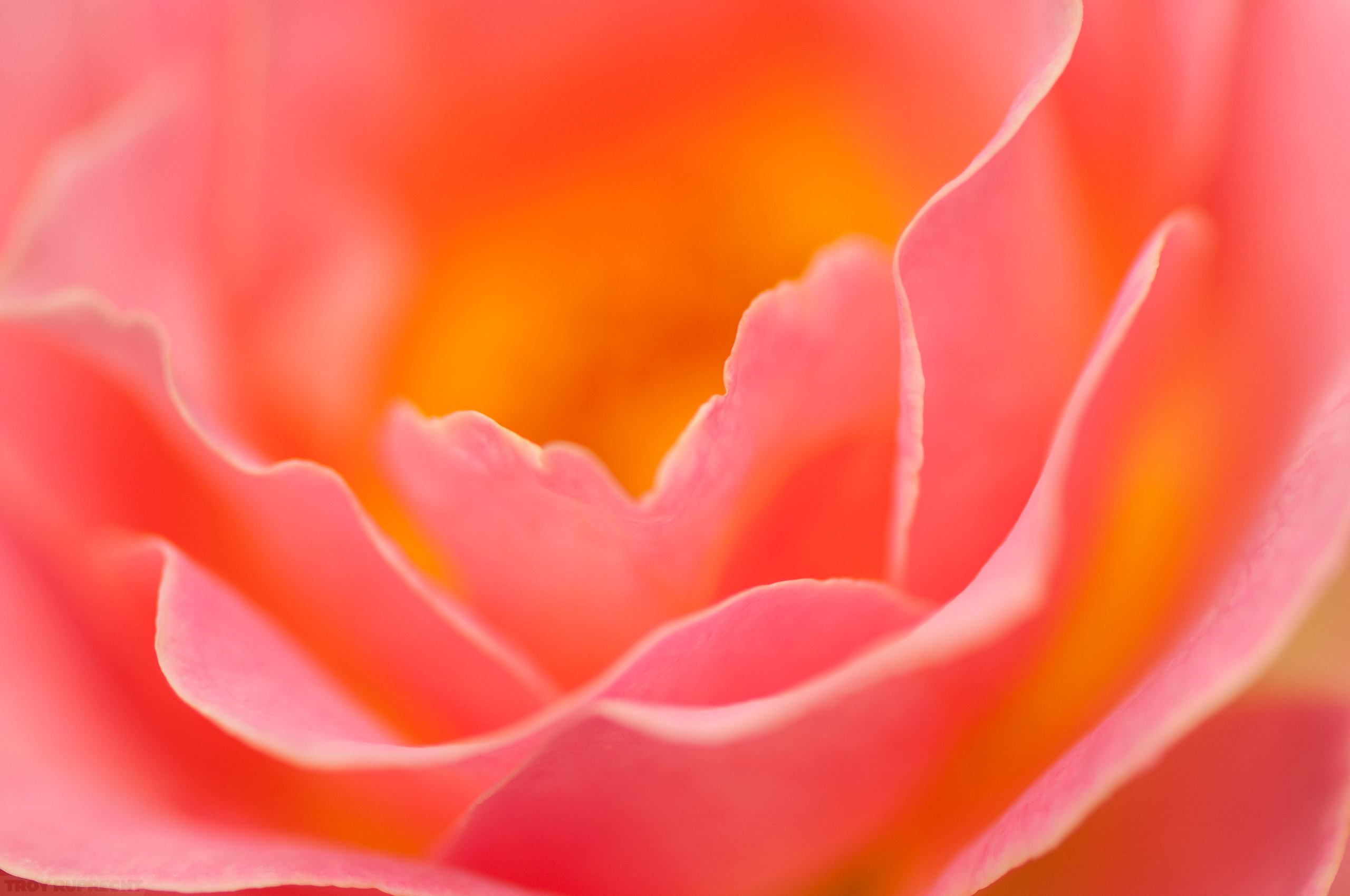 Rose-Petals-Flower-Mobile-Alabama-Belingrath-Garden-Pink