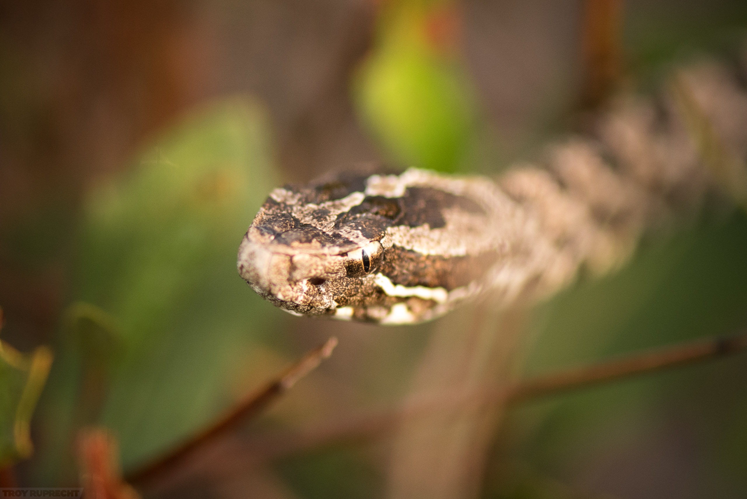 Snake-Rattlesnake-Pigmy-Macro-Wild-Northwest-Florida